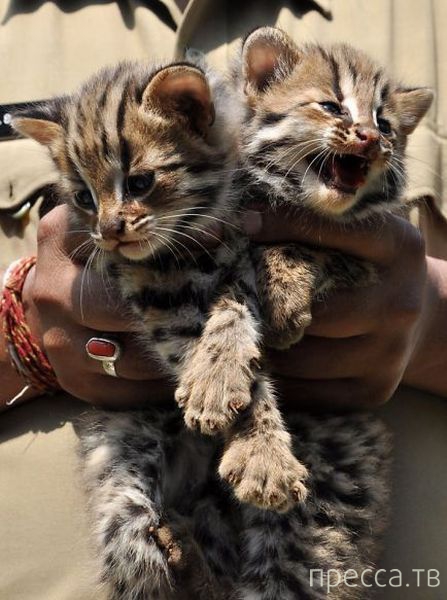 ����� �������� - �������� ��������, ����� 25 (47 ����)