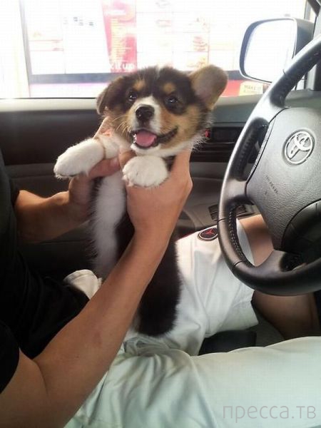 ����� �������� - �������� ��������, ����� 26 (46 ����)