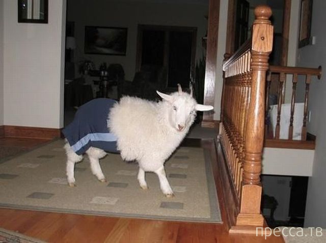 ����� �������� - �������� ��������, ����� 26 (46 ����)