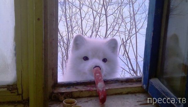 ����� �������� - �������� ��������, ����� 26 (46 ����)