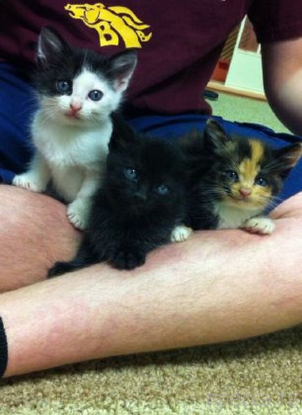 ����� �������� - �������� ��������, ����� 26 (46 ����)