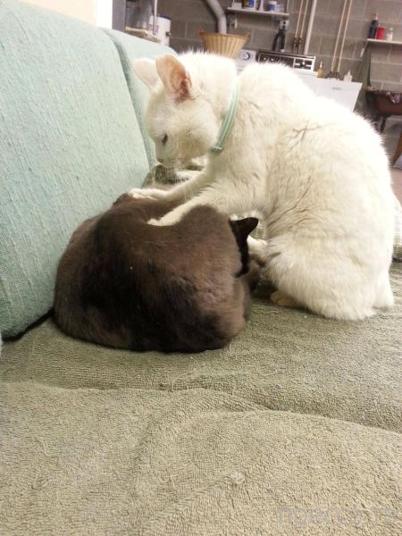 ����� �������� - �������� ��������, ����� 26 (46 ����)