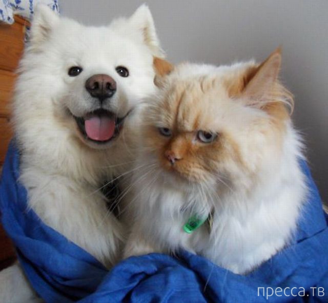 ����� �������� - �������� ��������, ����� 26 (46 ����)