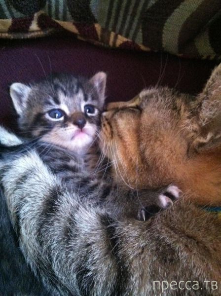 ����� �������� - �������� ��������, ����� 26 (46 ����)