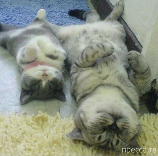 ����� �������� - �������� ��������, ����� 26 (46 ����)