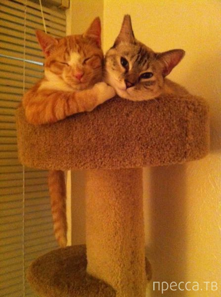 ����� �������� - �������� ��������, ����� 26 (46 ����)