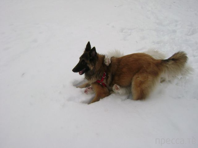 ����� �������� - �������� ��������, ����� 26 (46 ����)