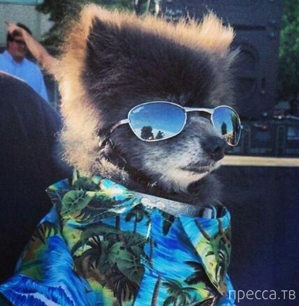 ����� �������� - �������� ��������, ����� 26 (46 ����)