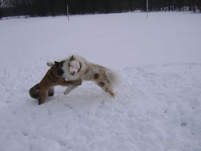 ����� �������� - �������� ��������, ����� 26 (46 ����)