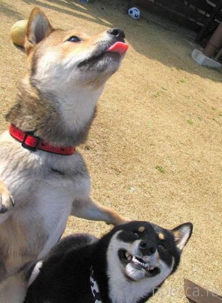 ����� �������� - �������� ��������, ����� 26 (46 ����)