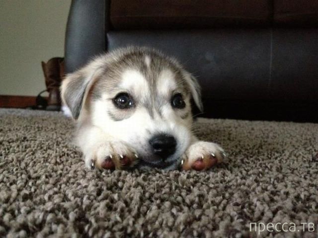 ����� �������� - �������� ��������, ����� 26 (46 ����)