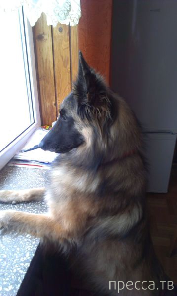 ����� �������� - �������� ��������, ����� 26 (46 ����)