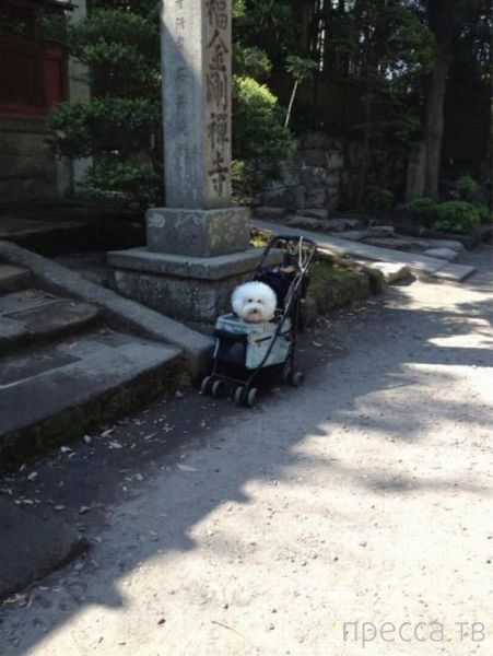 ����� �������� - �������� ��������, ����� 26 (46 ����)