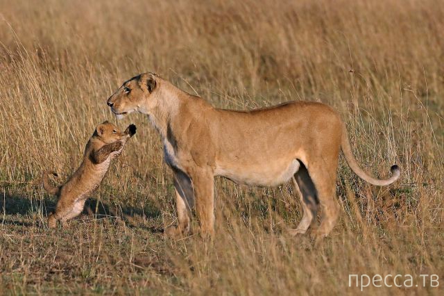 ����� �������� - �������� ��������, ����� 26 (46 ����)