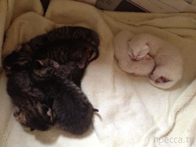 ����� �������� - �������� ��������, ����� 26 (46 ����)