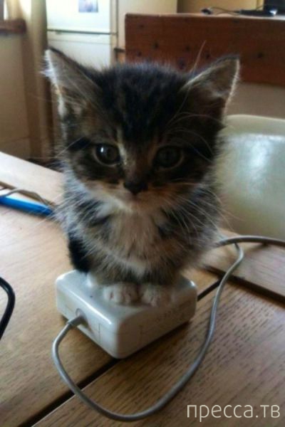 ����� �������� - �������� ��������, ����� 26 (46 ����)