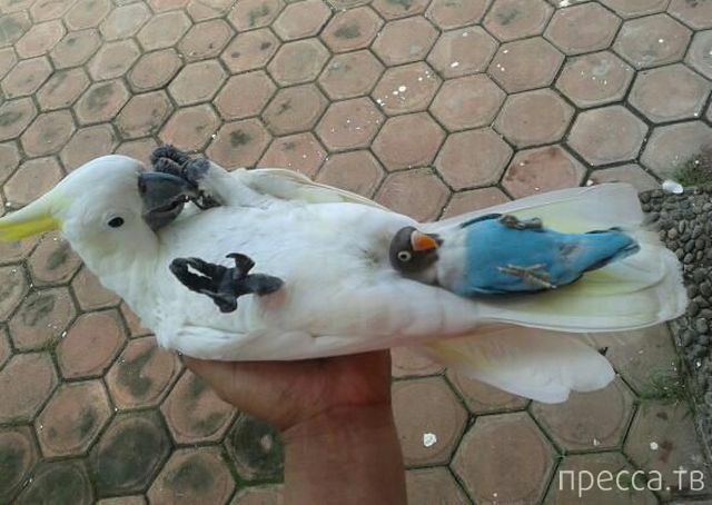 ����� �������� - �������� ��������, ����� 26 (46 ����)