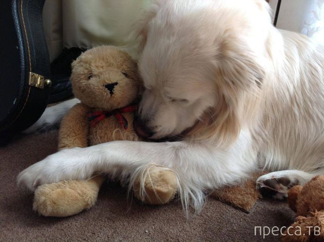 ����� �������� - �������� ��������, ����� 26 (46 ����)