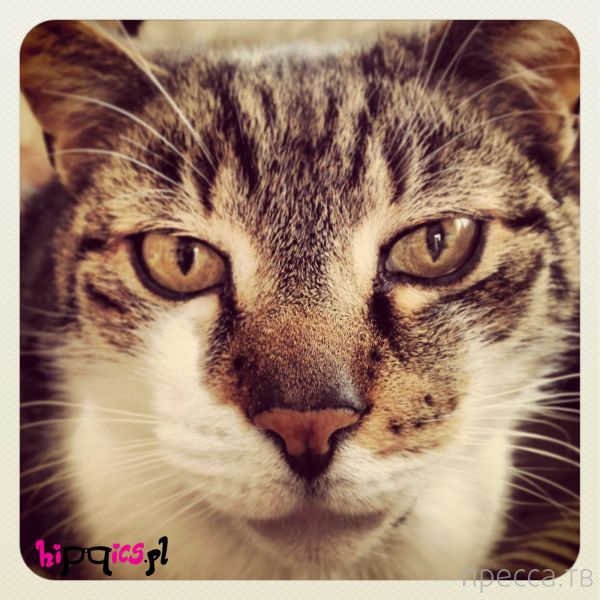 ����� �������� - �������� ��������, ����� 26 (46 ����)