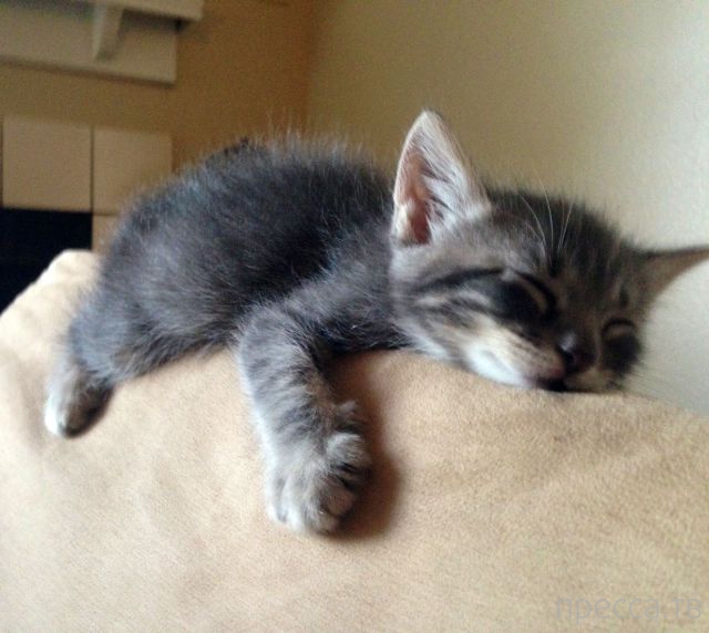 ����� �������� - �������� ��������, ����� 26 (46 ����)