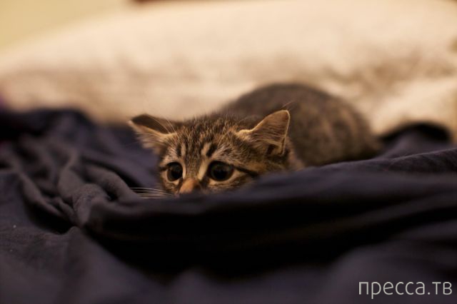 ����� �������� - �������� ��������, ����� 26 (46 ����)