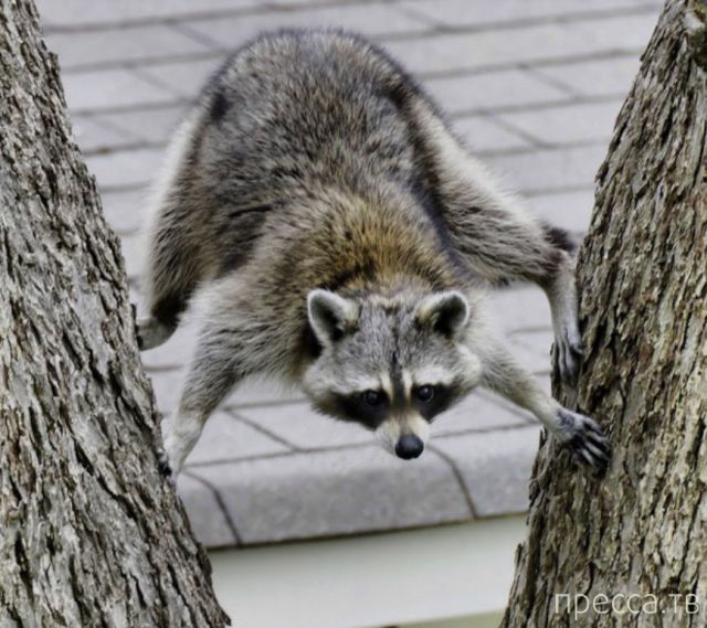 ����� �������� - �������� ��������, ����� 26 (46 ����)