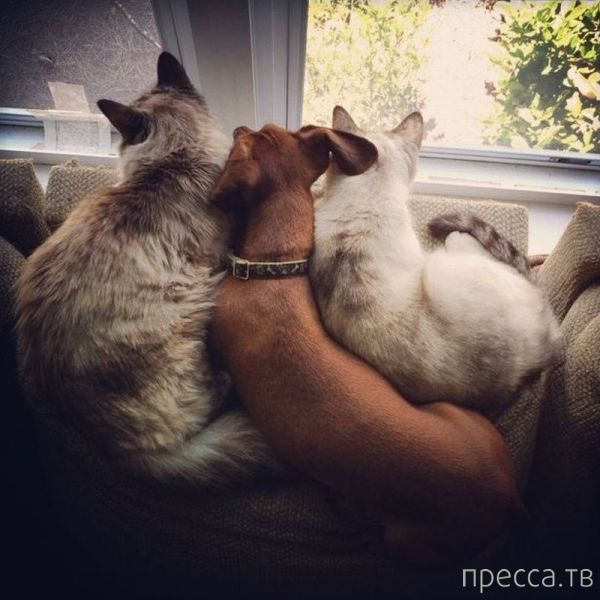 ����� �������� - �������� ��������, ����� 26 (46 ����)