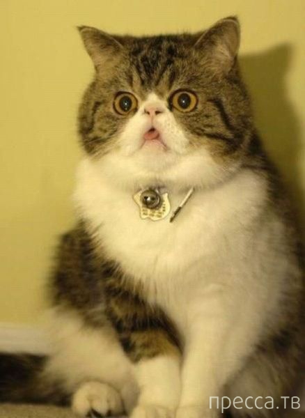 ����� �������� - �������� ��������, ����� 26 (46 ����)