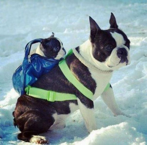 ����� �������� - �������� ��������, ����� 26 (46 ����)