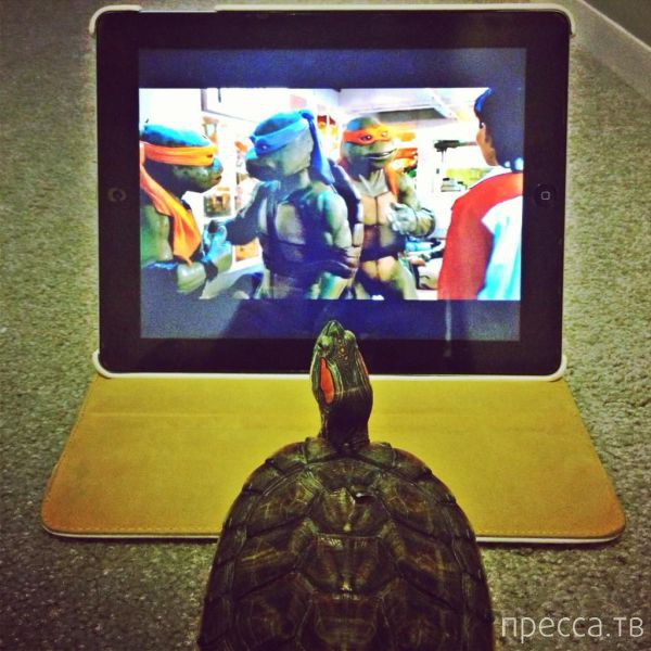 ����� �������� - �������� ��������, ����� 26 (46 ����)