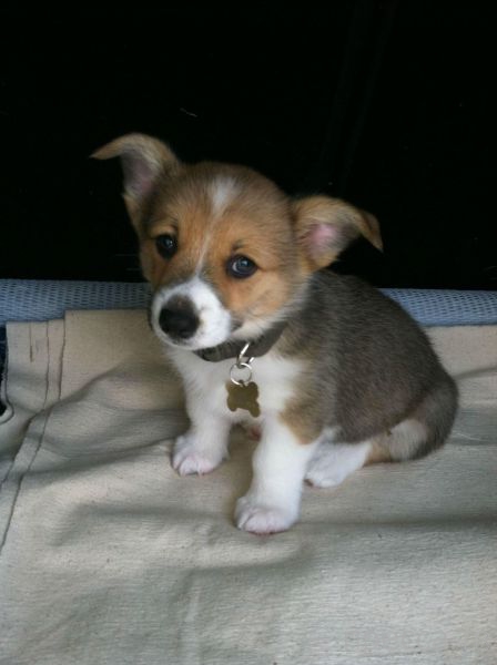 ����� �������� - �������� ��������, ����� 26 (46 ����)