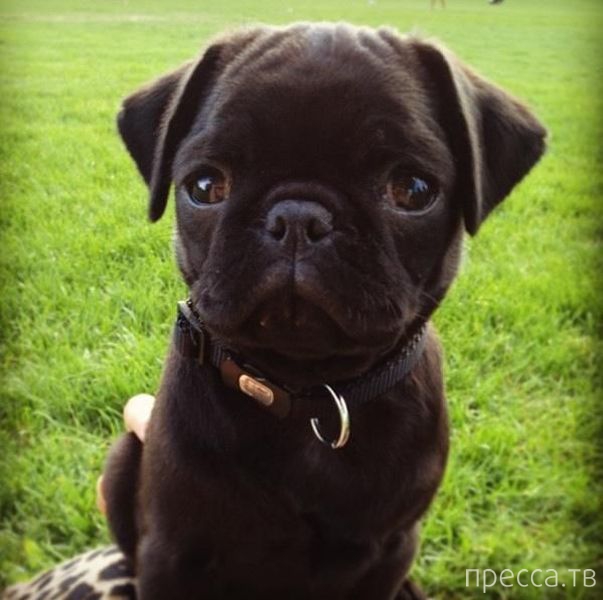 ����� �������� - �������� ��������, ����� 26 (46 ����)