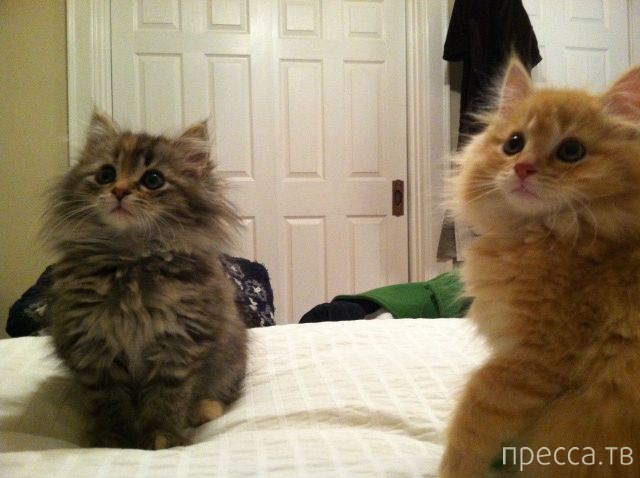 ����� �������� - �������� ��������, ����� 26 (46 ����)