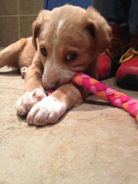 ����� �������� - �������� ��������, ����� 26 (46 ����)