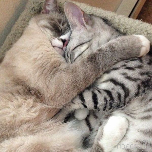 ����� �������� - �������� ��������, ����� 26 (46 ����)