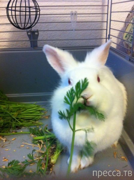 ����� �������� - �������� ��������, ����� 27 (49 ����)