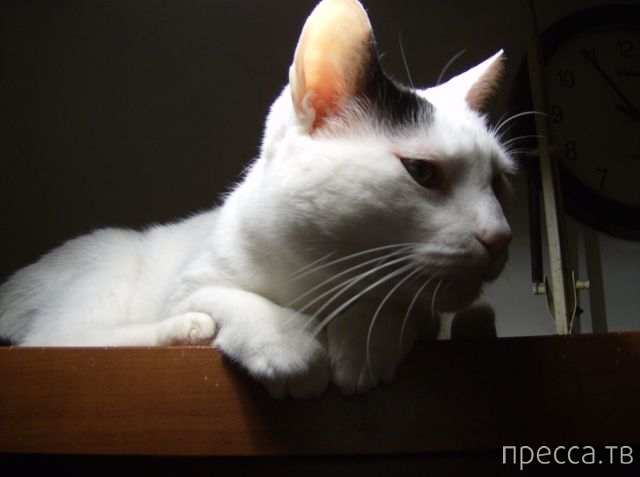 ����� �������� - �������� ��������, ����� 27 (49 ����)