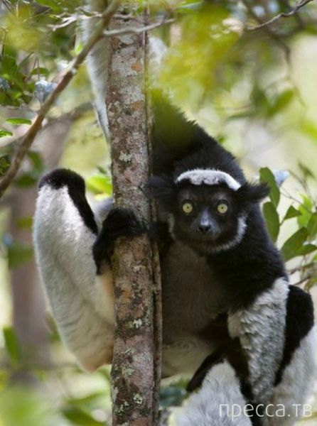 ����� �������� - �������� ��������, ����� 27 (49 ����)