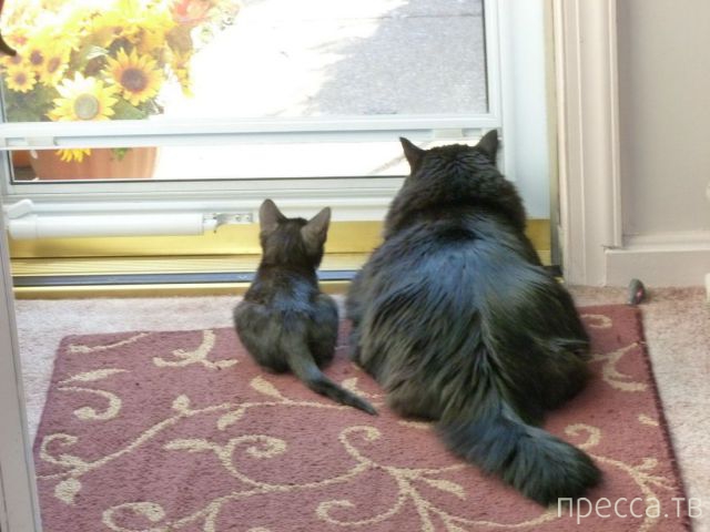 ����� �������� - �������� ��������, ����� 27 (49 ����)