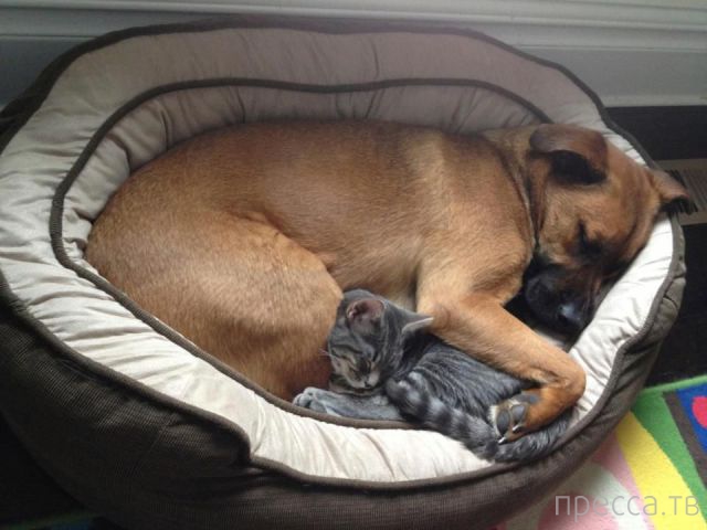 ����� �������� - �������� ��������, ����� 27 (49 ����)