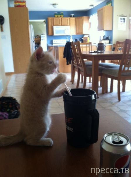 ����� �������� - �������� ��������, ����� 27 (49 ����)