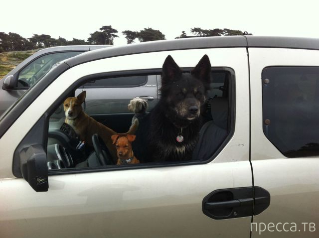 ����� �������� - �������� ��������, ����� 27 (49 ����)