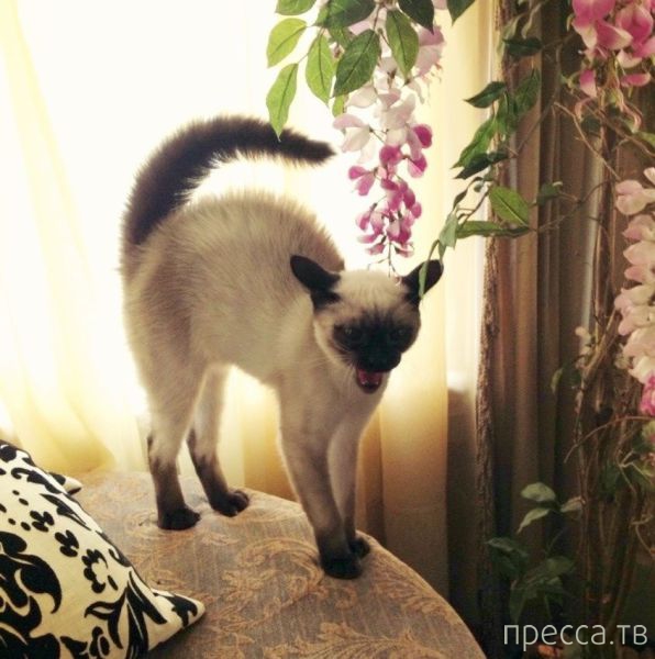 ����� �������� - �������� ��������, ����� 27 (49 ����)