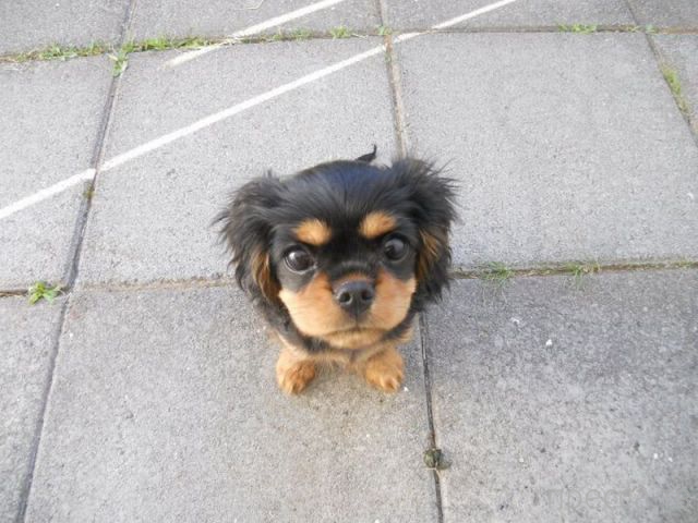 ����� �������� - �������� ��������, ����� 27 (49 ����)