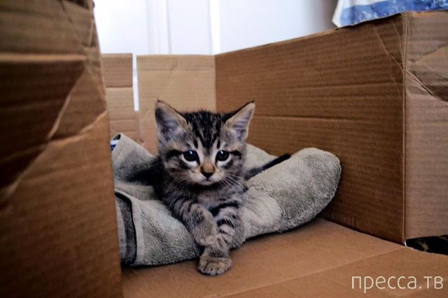 ����� �������� - �������� ��������, ����� 27 (49 ����)