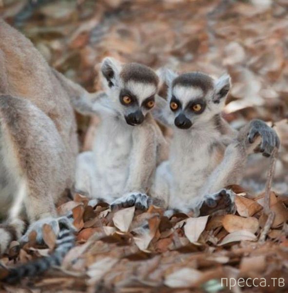 ����� �������� - �������� ��������, ����� 27 (49 ����)