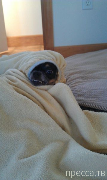 ����� �������� - �������� ��������, ����� 27 (49 ����)