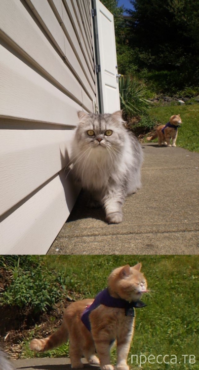 ����� �������� - �������� ��������, ����� 27 (49 ����)