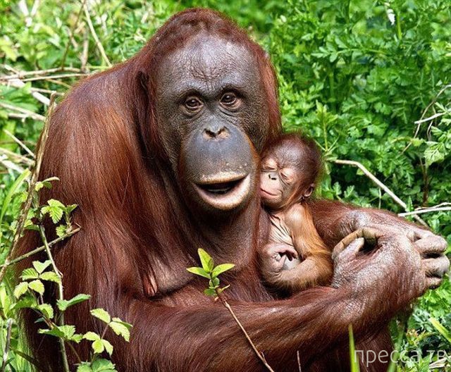 ����� �������� - �������� ��������, ����� 27 (49 ����)