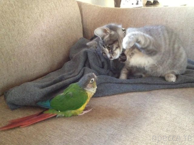 ����� �������� - �������� ��������, ����� 27 (49 ����)